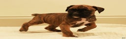 Boxer dogs for sale: Bessi - Ad 3