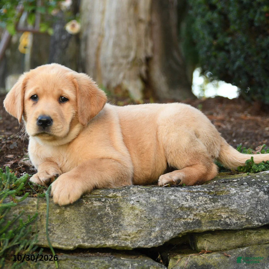 Labrador Retriever dogs for sale: Athena - Ad 3