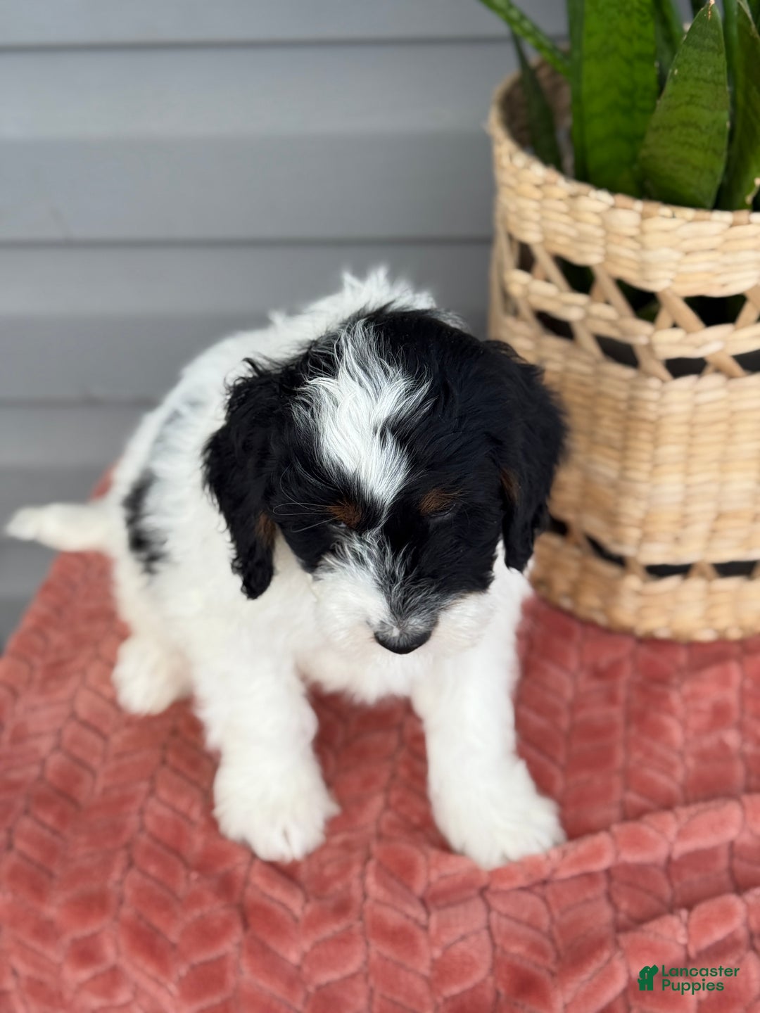 Mini Bernedoodle dogs for sale: Forrest - Ad 10