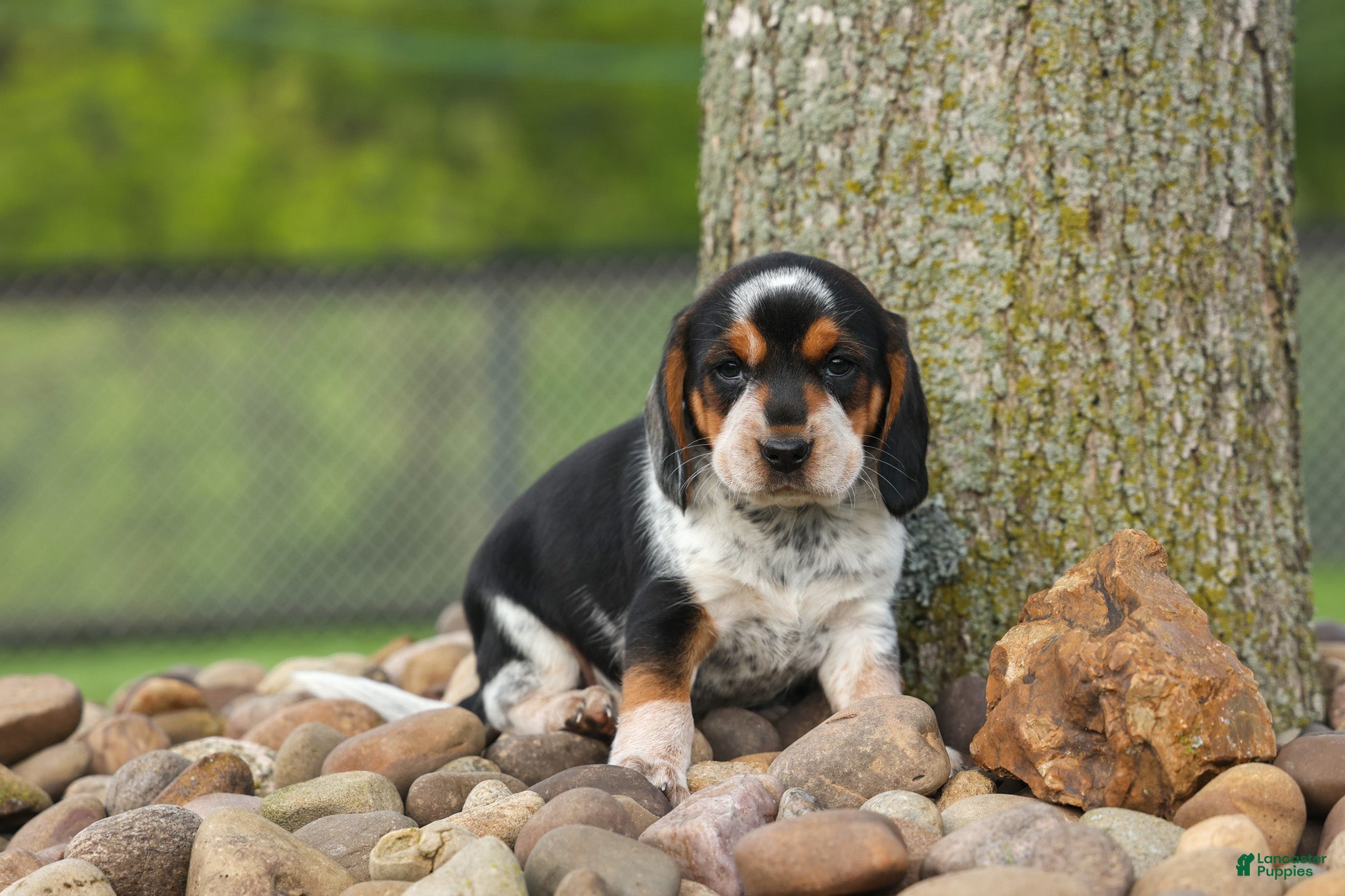 Beagle dogs  Cypress 🦴🐶 - Ad 2