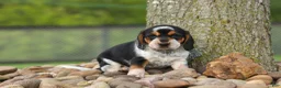 Beagle dogs for sale:  Cypress 🦴🐶 - Ad 2