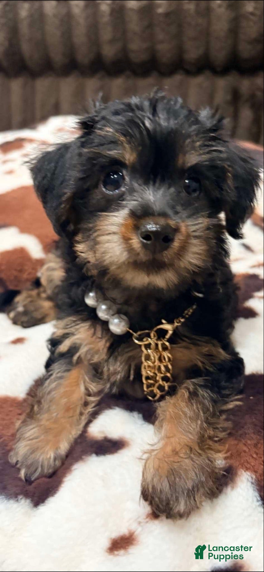 Yorkiepoo dogs for sale: Yorkiepoo - Ad 1
