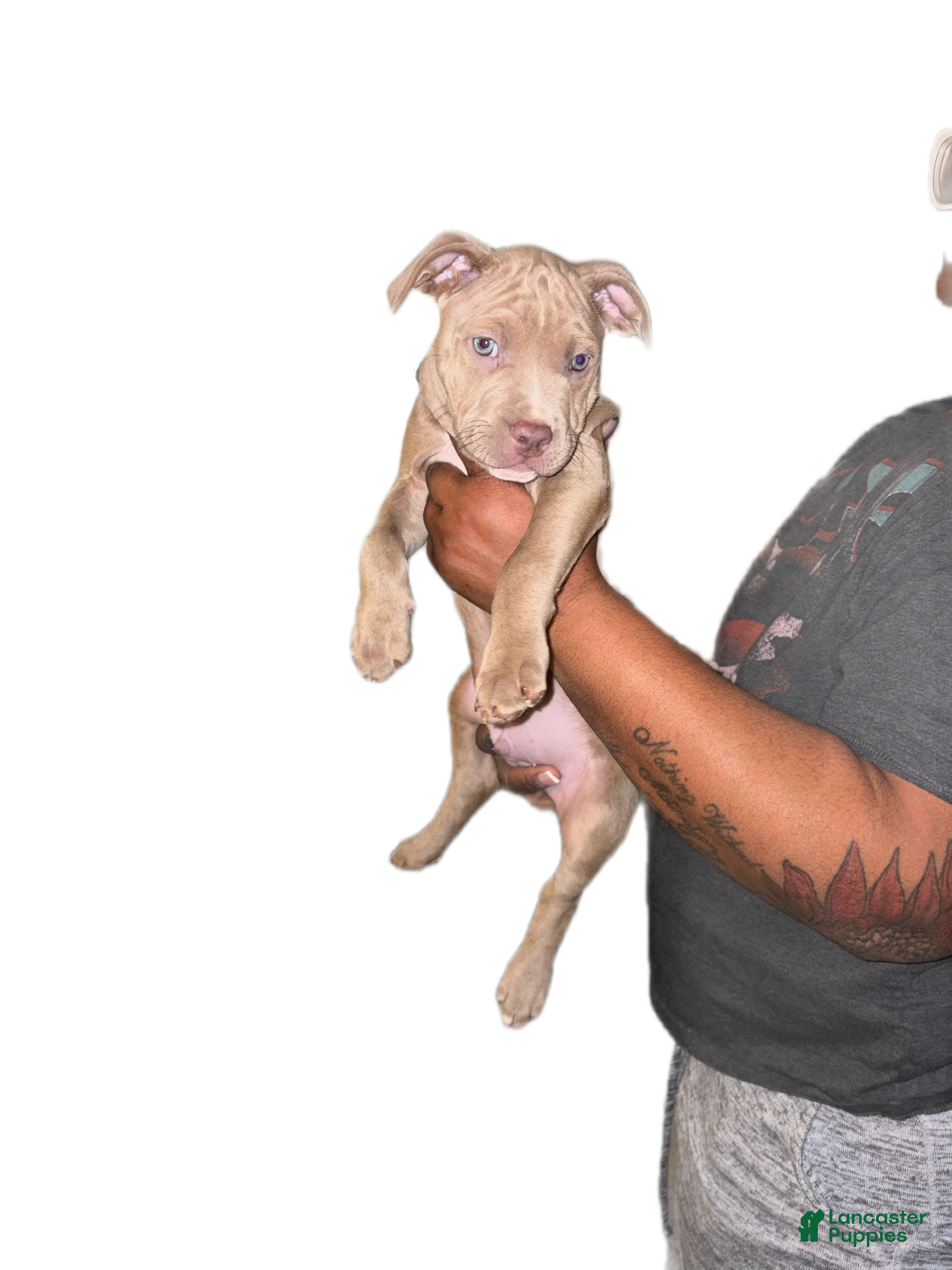 Staffordshire Bull Terrier dogs Staffordshire Bull Terrier Puppy 5 - Ad 1