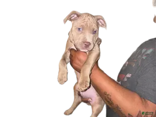 Staffordshire Bull Terrier dogs for sale: Staffordshire Bull Terrier Puppy 5 - Ad 2