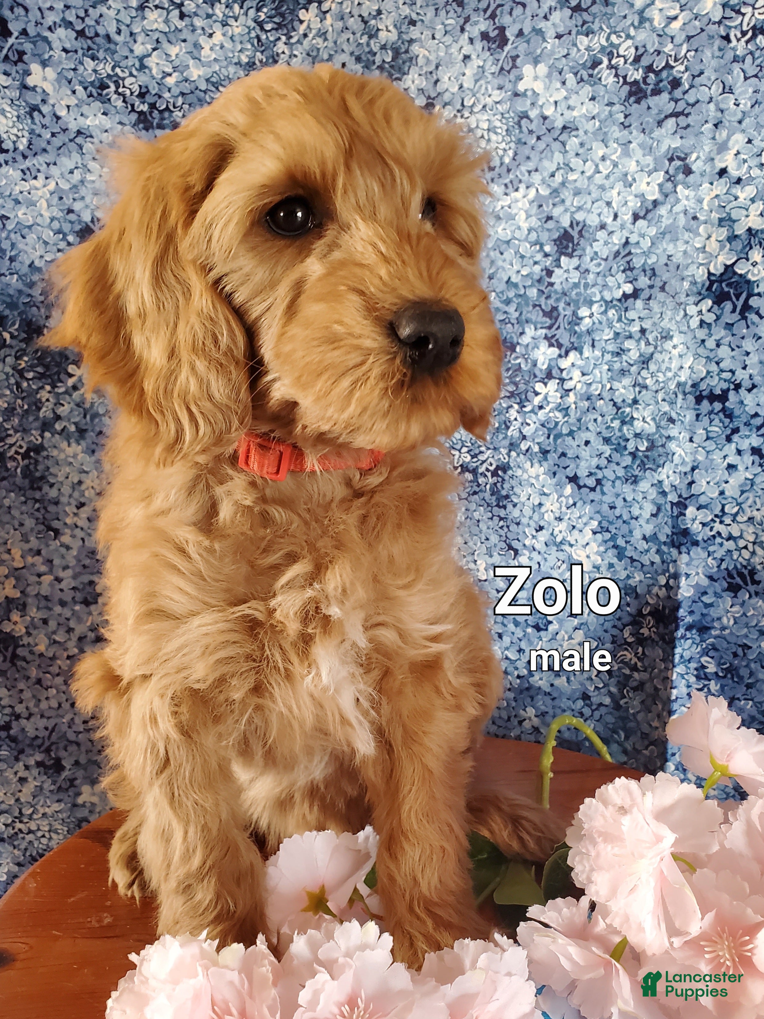 Mini Goldendoodle dogs Zolo - Ad 1