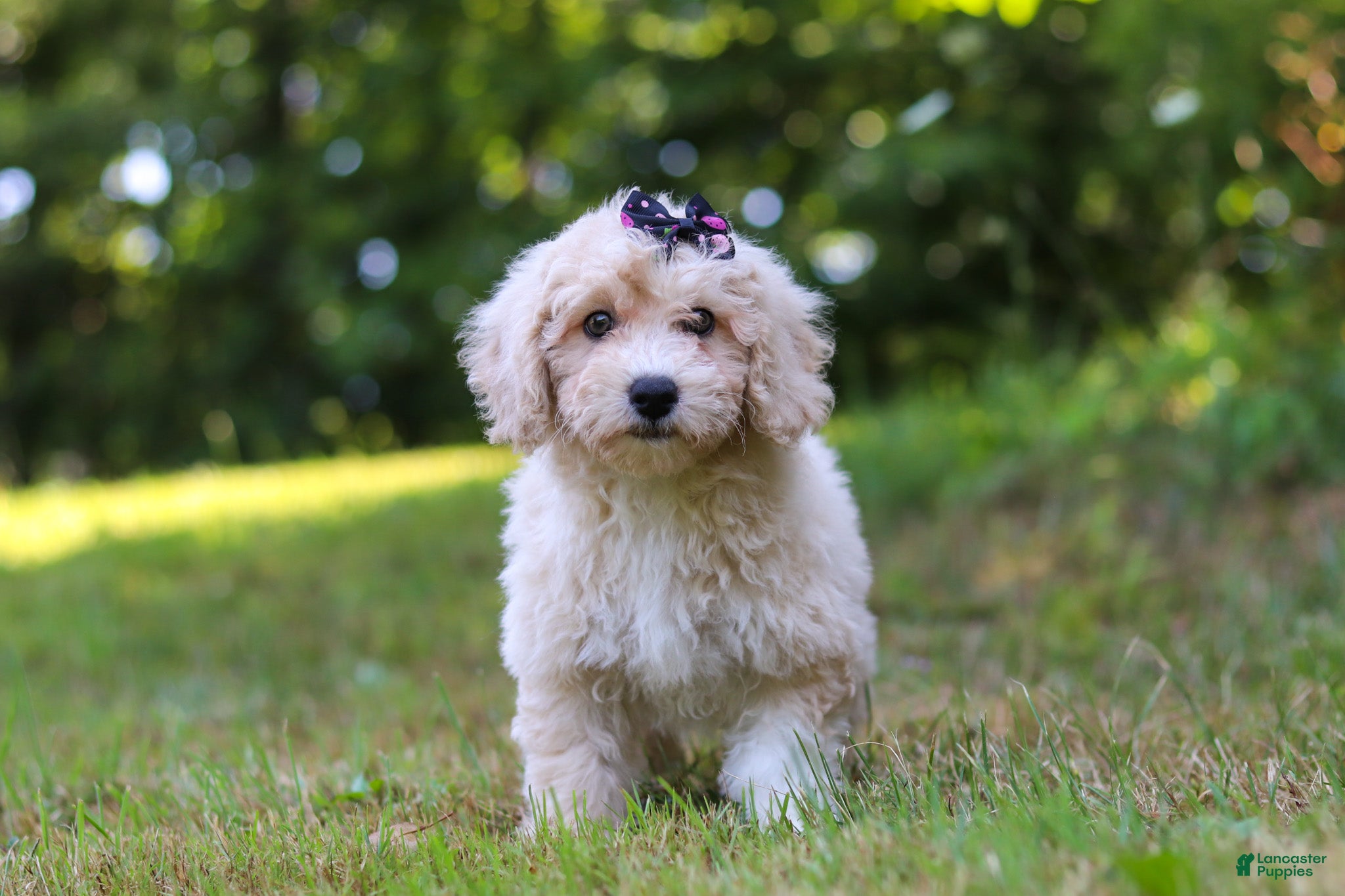 Bichpoo dogs Sarah - Ad 1