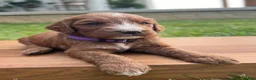 Irish Doodle dogs for sale: Aspen - Ad 7