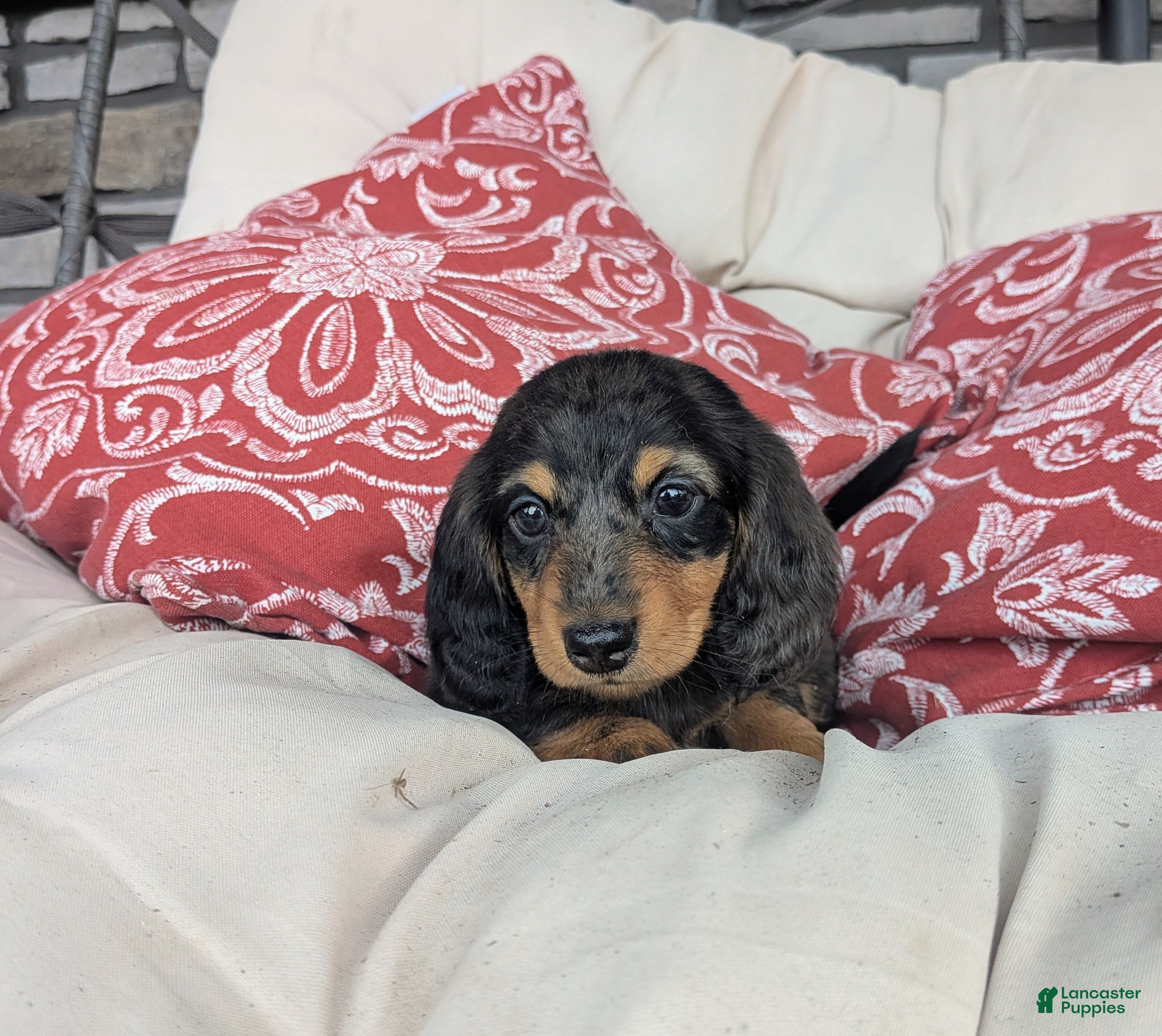 Dachshund dogs Dachshund 2 - Ad 1
