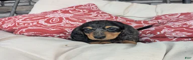 Dachshund 2