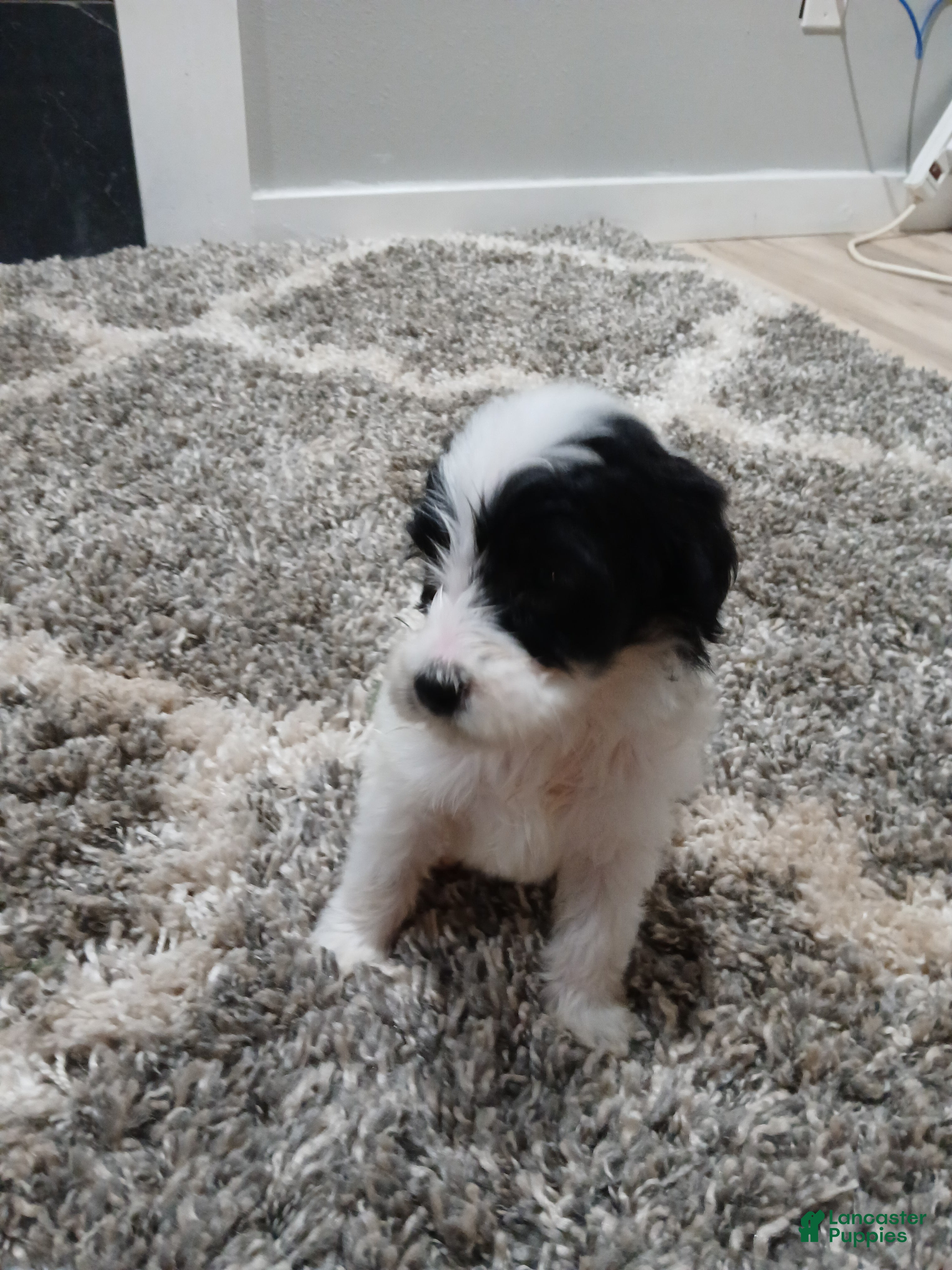 Mixed Breed dogs Panda  - Ad 24