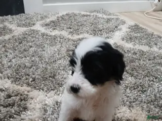 Mixed Breed dogs Panda - Ad 24