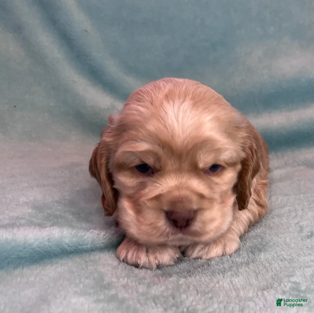 Cocker Spaniel dogs for sale: Buddy  - Ad 5