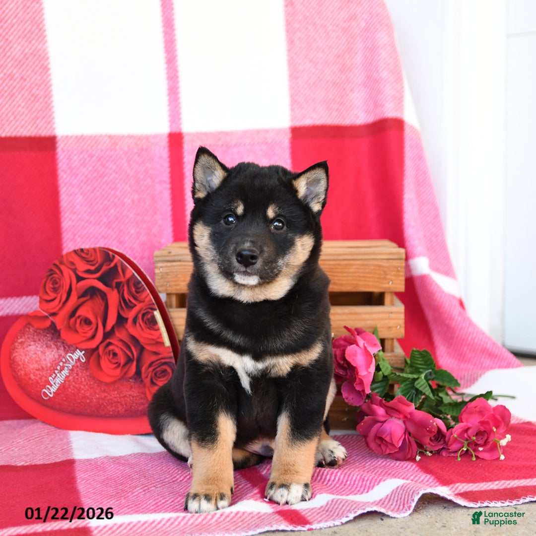 Shiba Inu dogs for sale: Burt - Ad 3