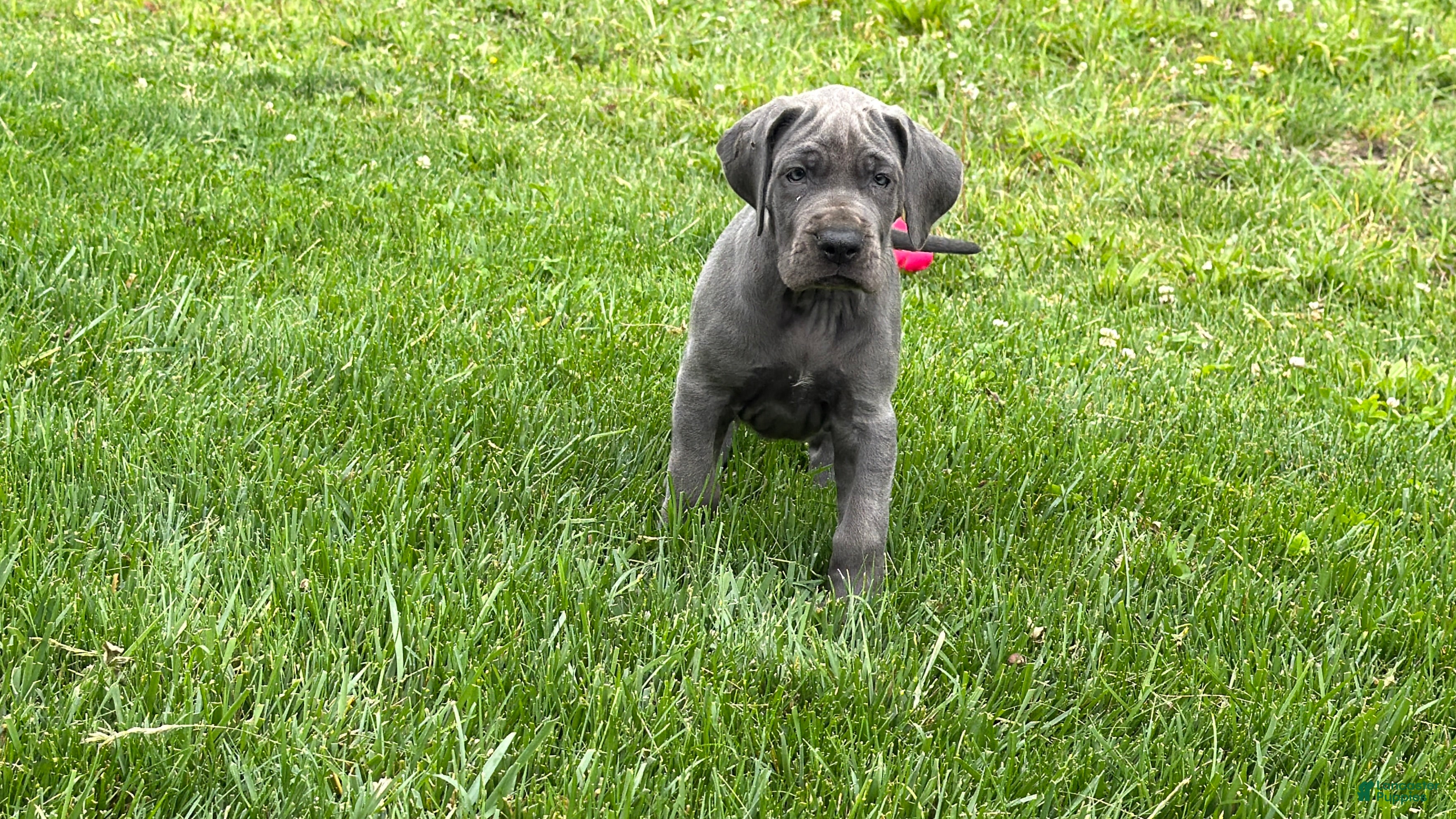 Great Dane dogs Sparkle - Ad 1
