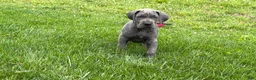 Great Dane dogs for sale: Sparkle - Ad 1