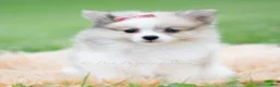 Pomeranian dogs for sale: Rosie - Ad 1