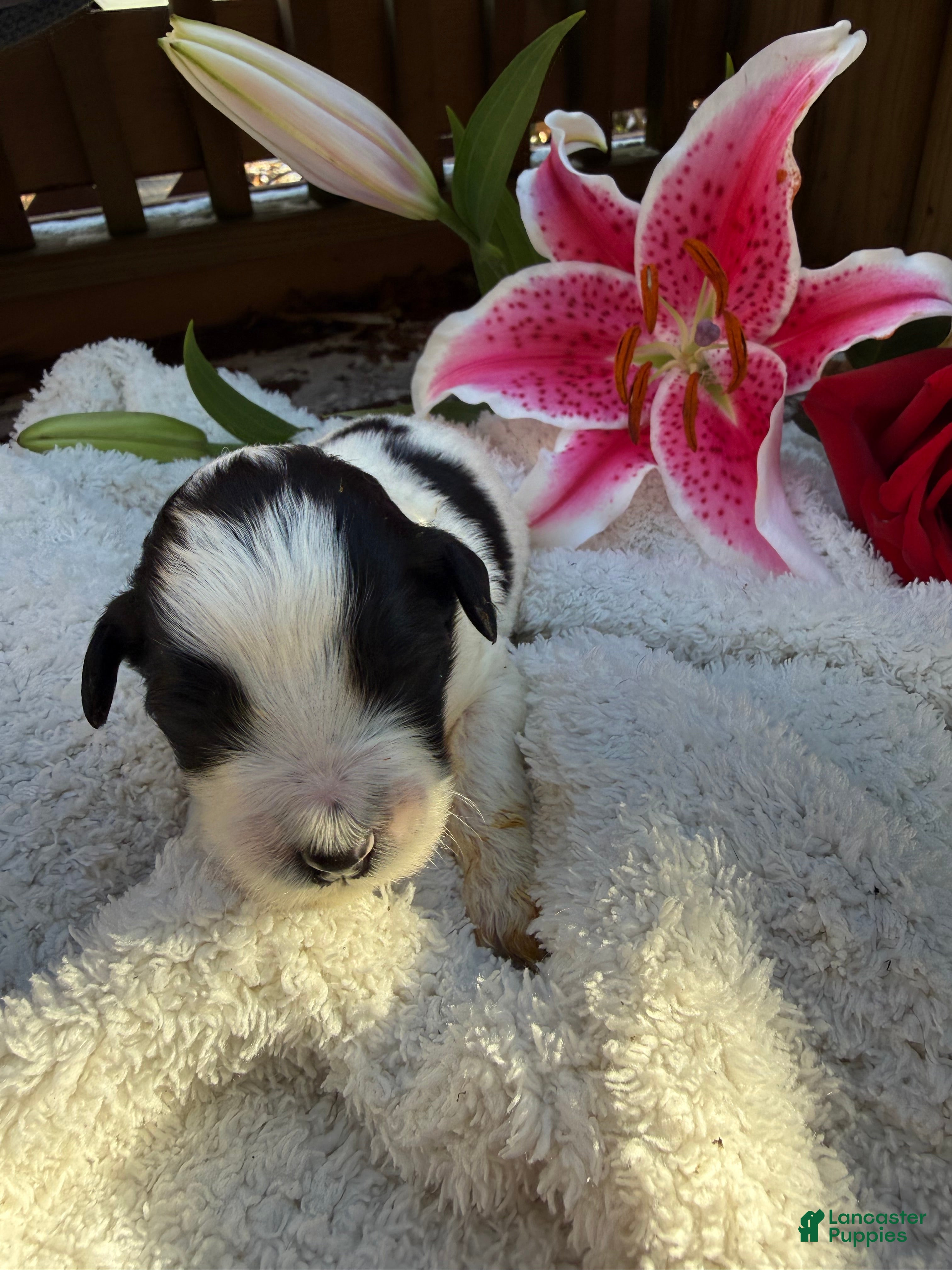 Mixed Breed dogs Buddy - Ad 21