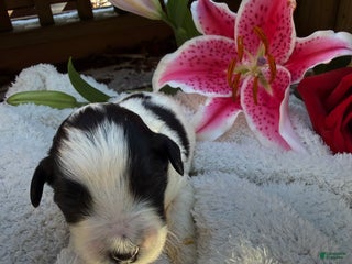 Mixed Breed dogs Buddy - Ad 21