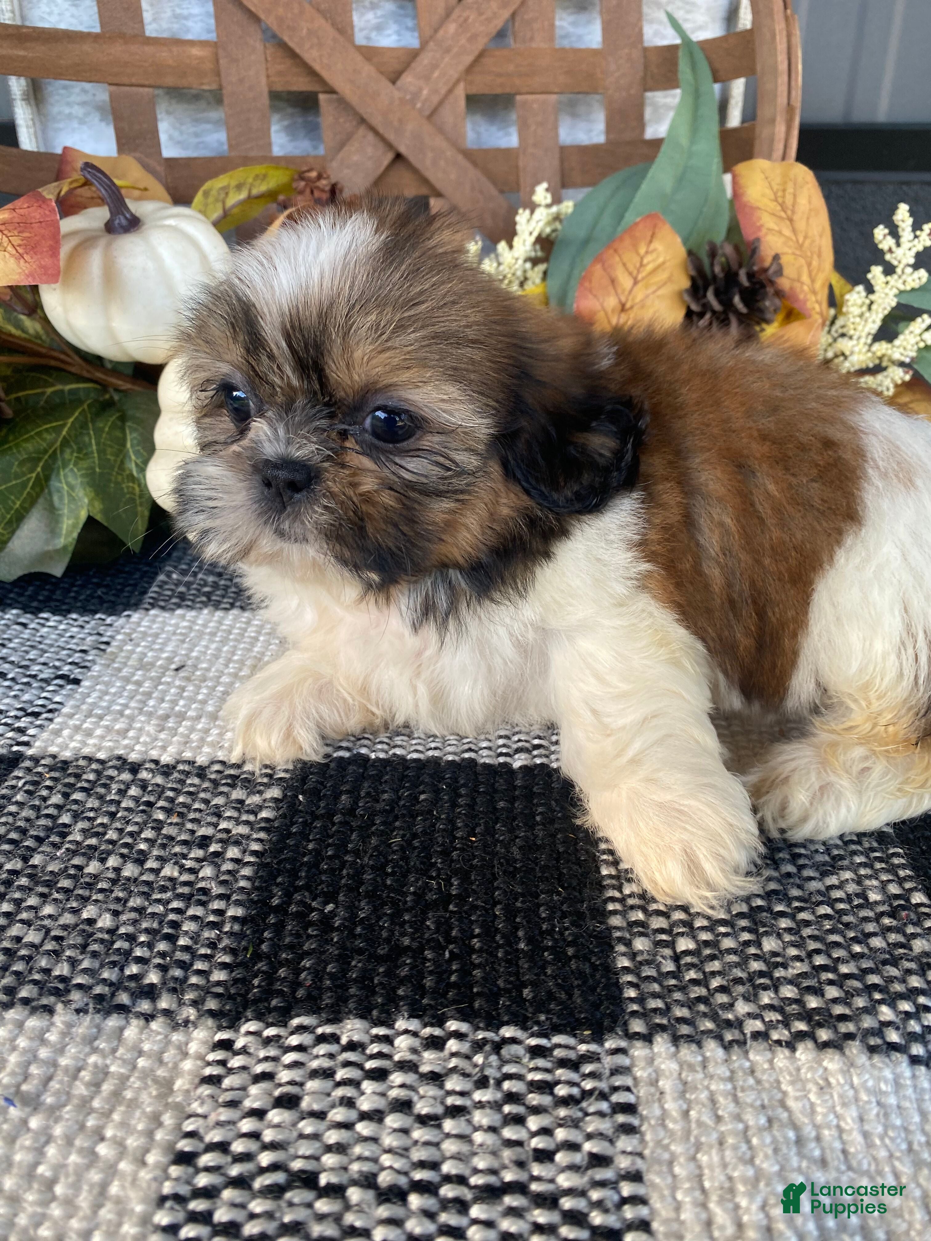Shih Tzu dogs Sadie - Ad 2