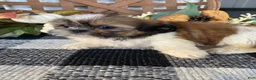 Shih Tzu dogs for sale: Sadie - Ad 2