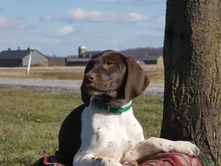 Mixed Breed dogs Almond Joy - Ad 5