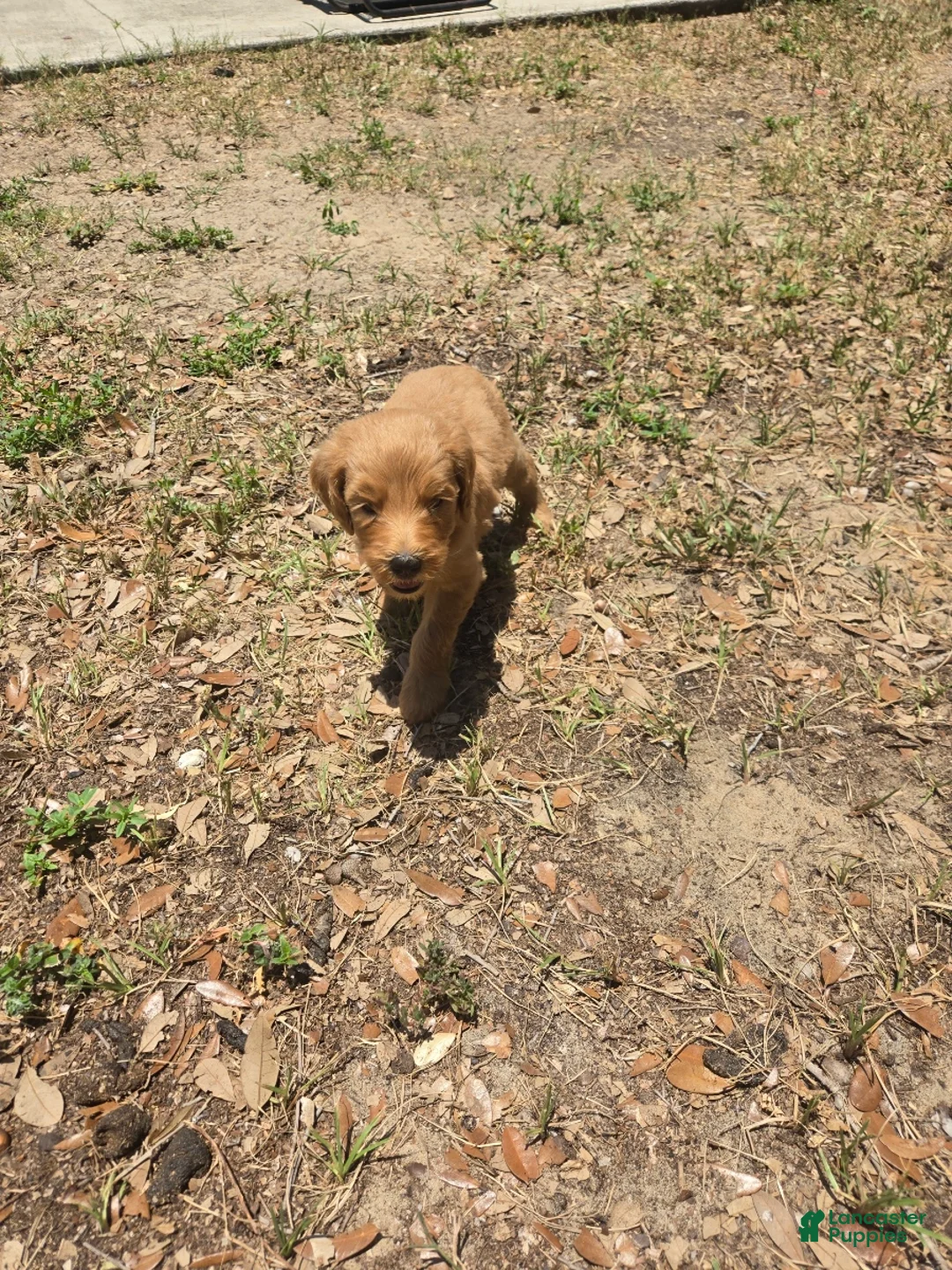 Goldendoodle dogs for sale: Archer - Ad 3