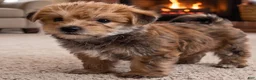 Morkie dogs for sale: Jasper - Ad 4