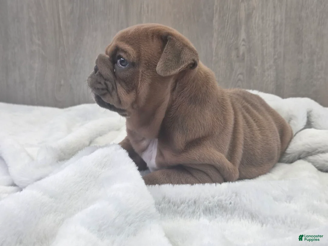 English Bulldog dogs for sale: Kona - Ad 1