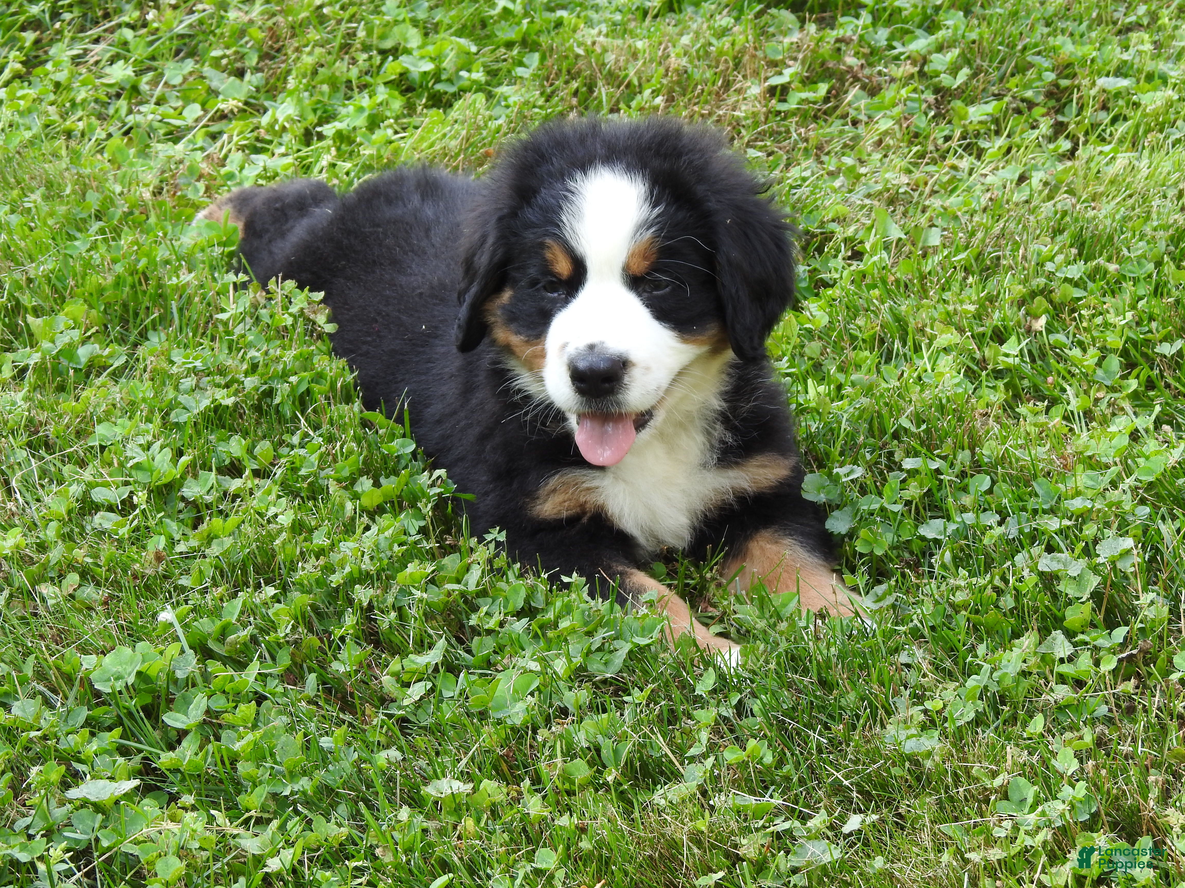 Bernese Mountain Dog dogs Max - Ad 1