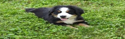 Bernese Mountain Dog dogs for sale: Max - Ad 1