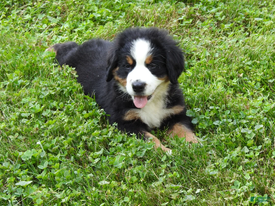 Bernese Mountain Dog dogs for sale: Max - Ad 1