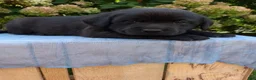 Labrador Retriever dogs for sale: Navy - Ad 8