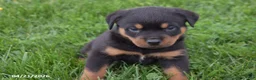 Rottweiler dogs for sale: Rambo - Ad 2