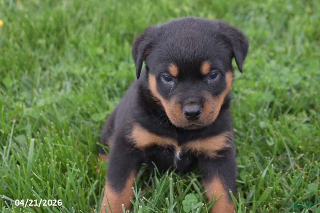 Rottweiler dogs for sale: Rambo - Ad 2