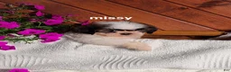 Shih Tzu dogs for sale: Missy  - Ad 2
