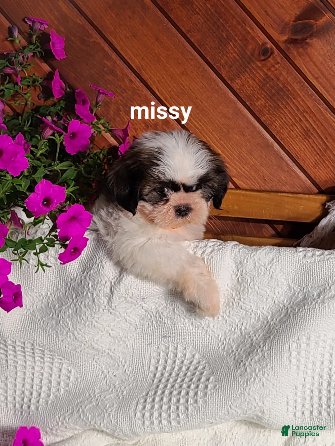Shih Tzu dogs for sale: Missy  - Ad 2
