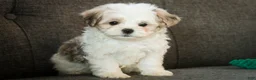 Havanese dogs for sale: Luca - Ad 4