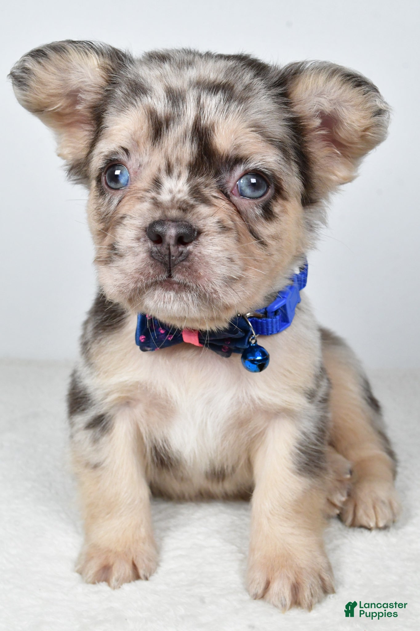 French Bulldog dogs Chester - Ad 1