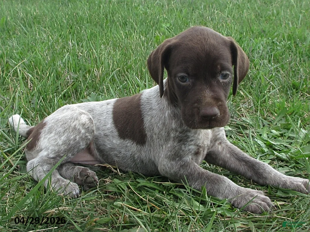 German Shorthaired Pointer dogs for sale: Fianna - Ad 2