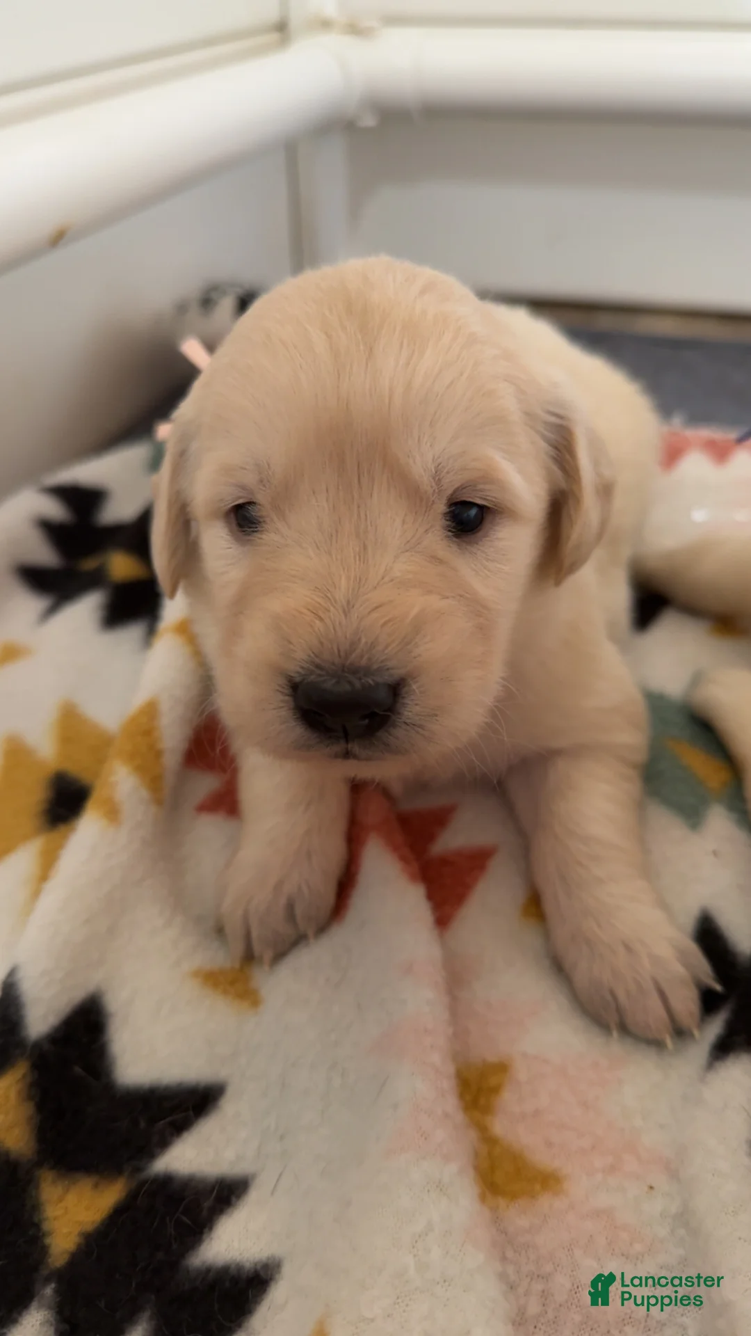 Golden Retriever dogs for sale: Rose (light pink collar) - Ad 1