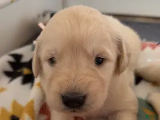 Golden Retriever dogs Rose (light pink collar) - Ad 8