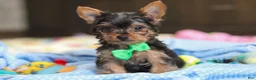 Yorkshire Terrier dogs for sale: Bear - Ad 5