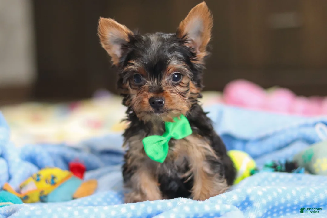 Yorkshire Terrier dogs for sale: Bear - Ad 5