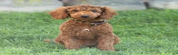 Toy Poodle dogs for sale: George Toy Poodle  - Ad 4
