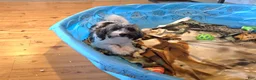 Havanese dogs for sale: Javon - Ad 3