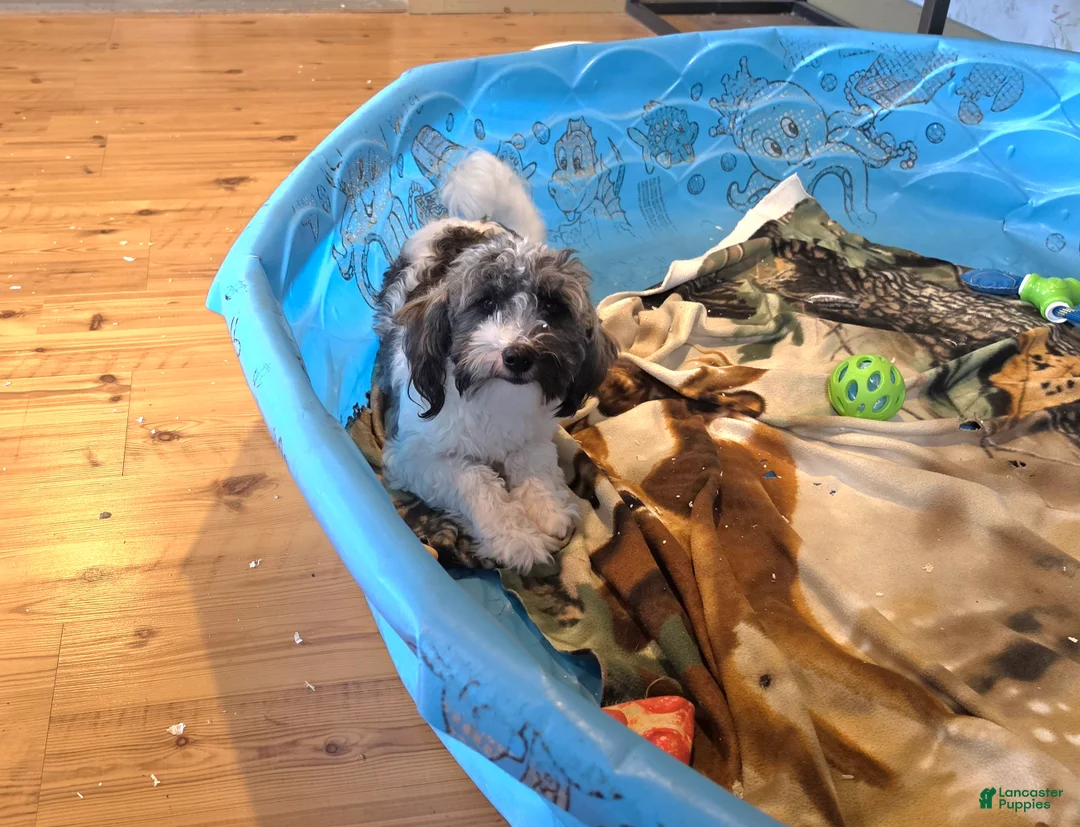 Havanese dogs for sale: Javon - Ad 3
