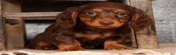 Miniature Dachshund dogs for sale: Teddy - Ad 3