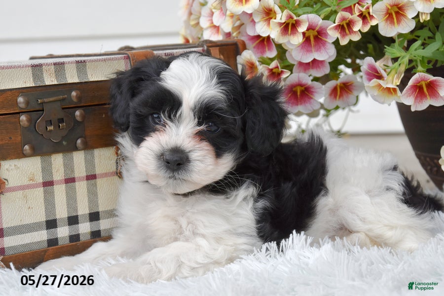 Mixed Breed dogs for sale: Rocky - Ad 2