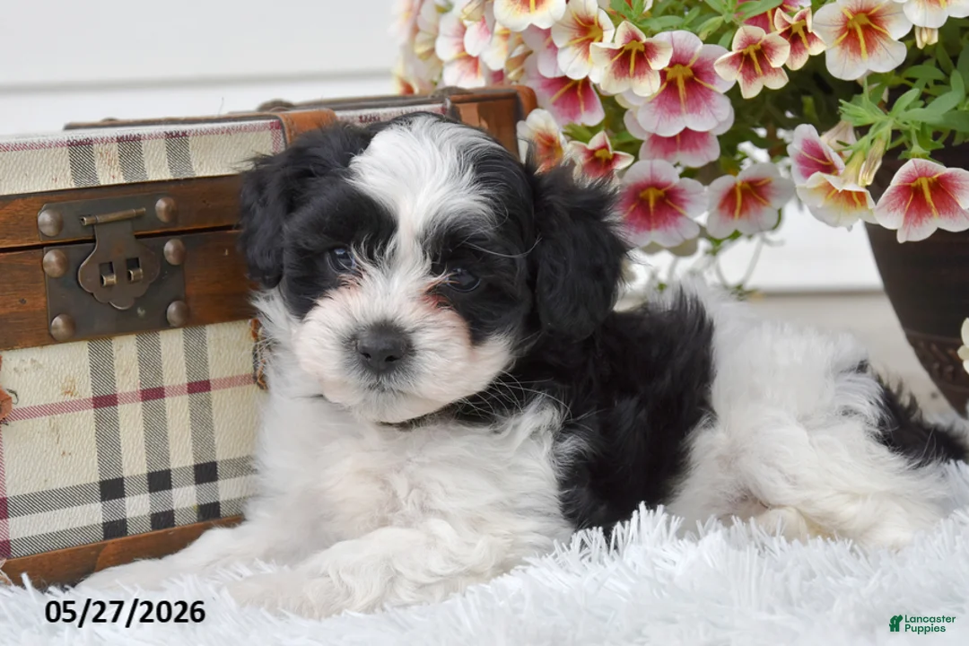Mixed Breed dogs for sale: Rocky - Ad 1