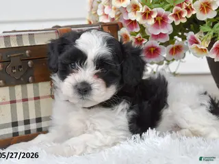 Mixed Breed dogs for sale: Rocky - Ad 2